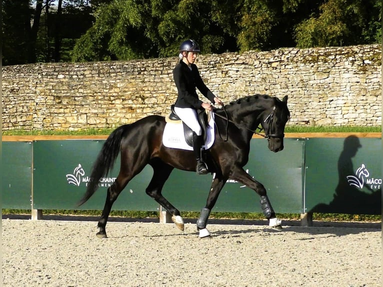 Danois sang-chaud Hongre 7 Ans 167 cm Noir in Groslée saint Benoit