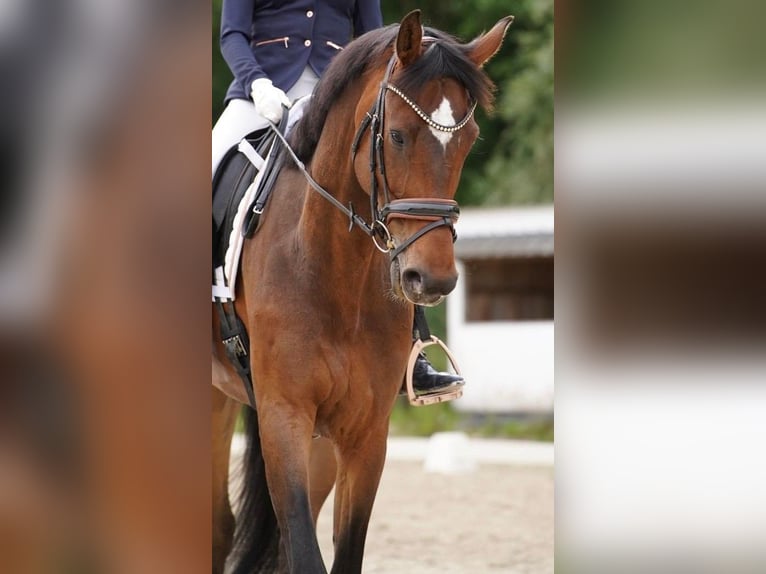 Danois sang-chaud Hongre 7 Ans 170 cm Bai brun in Genk