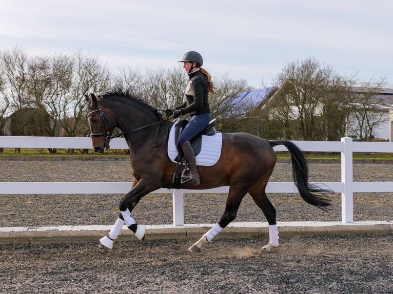 Danois sang-chaud Hongre 7 Ans 170 cm Bai in Aars