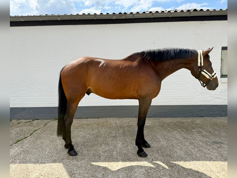Danois sang-chaud Hongre 8 Ans 167 cm Bai in GROTE-BROGEL