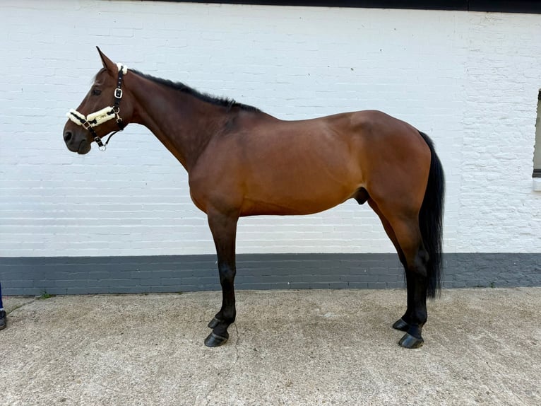 Danois sang-chaud Hongre 8 Ans 167 cm Bai in GROTE-BROGEL