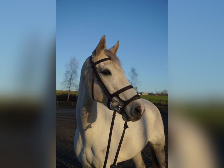 Danois sang-chaud Jument 10 Ans 169 cm Gris in Sabro