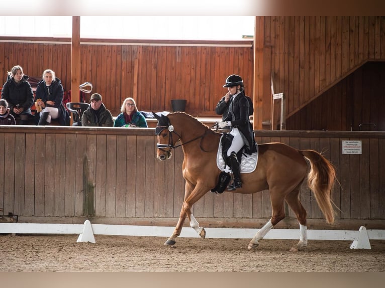 Danois sang-chaud Jument 10 Ans 173 cm Alezan in Przegędza