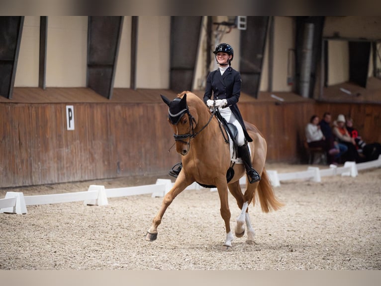 Danois sang-chaud Jument 10 Ans 173 cm Alezan in Przegędza