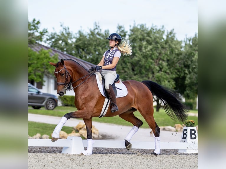 Danois sang-chaud Jument 11 Ans 163 cm Bai in Califon New Jersey