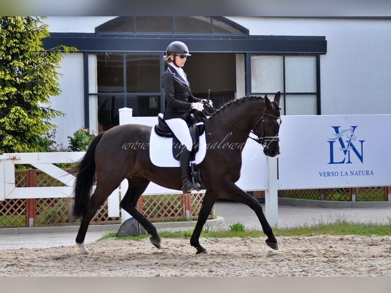 Danois sang-chaud Jument 11 Ans 164 cm Noir in Pilchowo