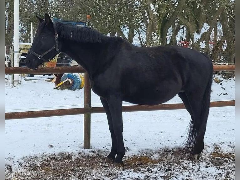 Danois sang-chaud Jument 11 Ans 175 cm Noir in Vesthimmerland, Aalborg