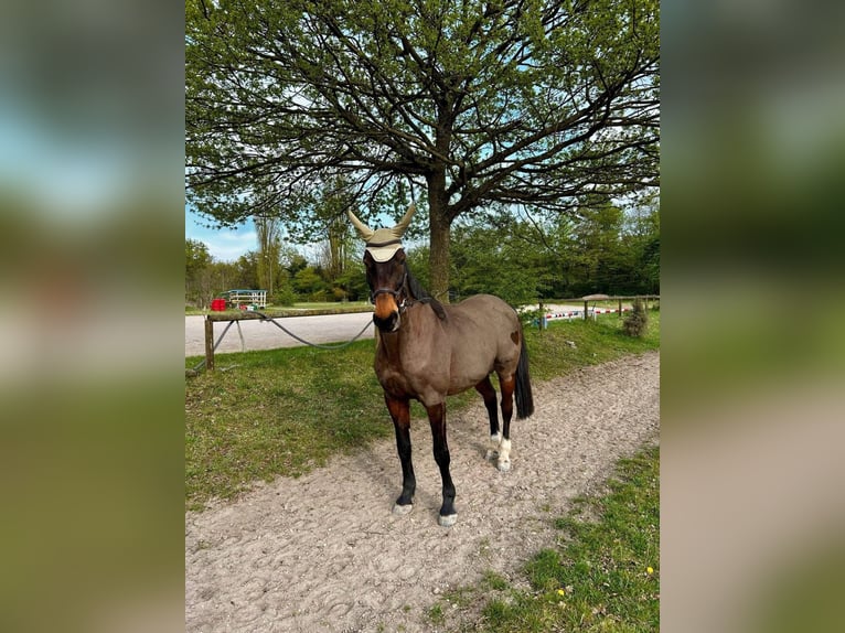 Danois sang-chaud Jument 15 Ans 164 cm Bai in Baden-Baden