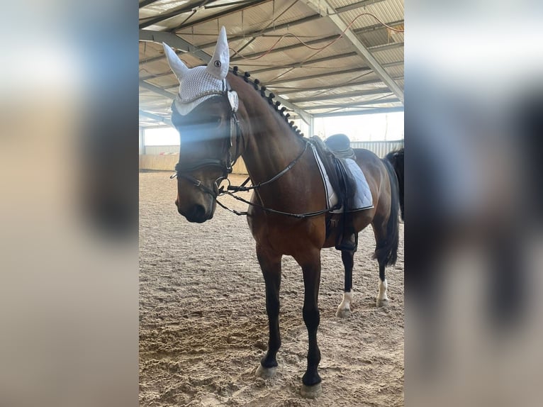 Danois sang-chaud Jument 15 Ans 164 cm Bai in Baden-Baden