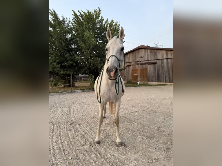 Danois sang-chaud Croisé Jument 15 Ans 164 cm Gris pommelé in Mannheim