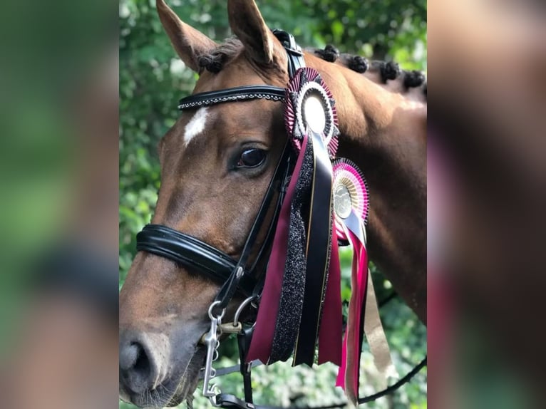 Danois sang-chaud Jument 15 Ans Alezan brûlé in Vesthimmerland, Aalborg