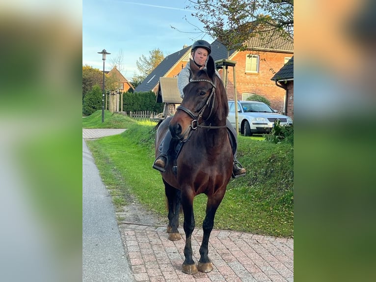 Danois sang-chaud Croisé Jument 16 Ans 153 cm Bai brun in Silberstedt