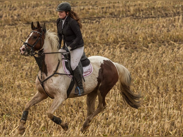 Danois sang-chaud Croisé Jument 16 Ans 155 cm Pinto in Schwentinental