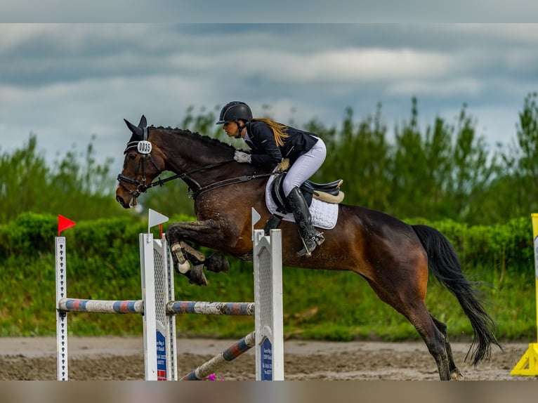 Danois sang-chaud Jument 16 Ans 174 cm Bai brun in Risum-Lindholm
