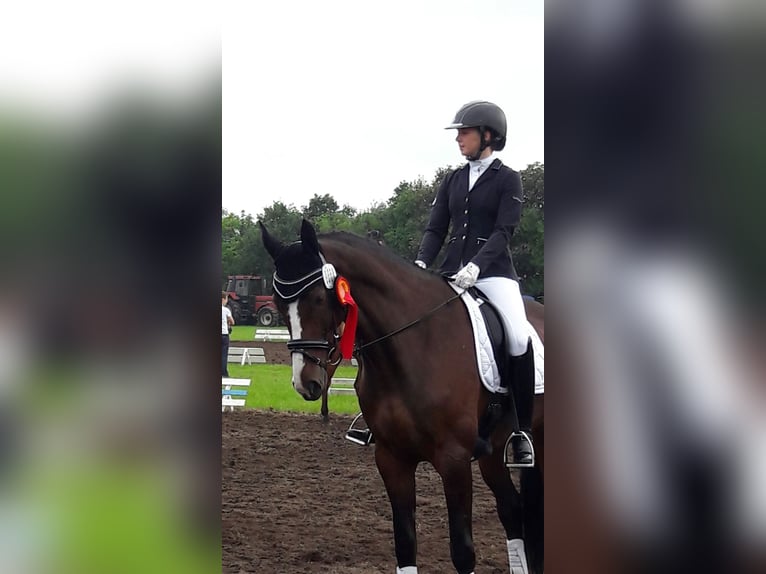 Danois sang-chaud Jument 16 Ans 174 cm Bai brun in Risum-Lindholm