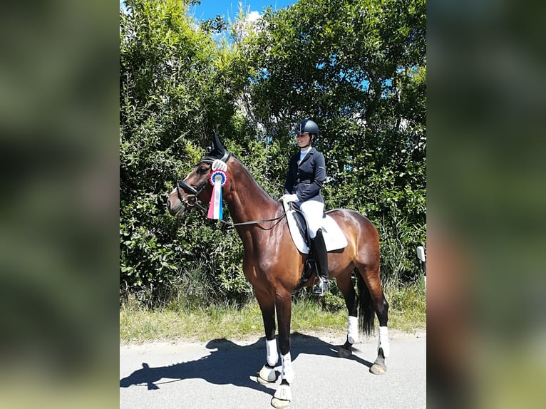 Danois sang-chaud Jument 16 Ans 174 cm Bai brun in Risum-Lindholm