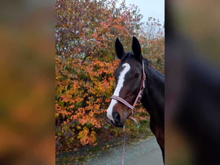 Danois sang-chaud Jument 16 Ans 174 cm Bai brun in Risum-Lindholm