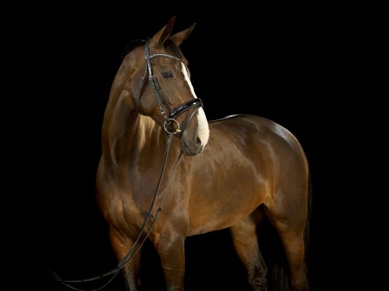 Danois sang-chaud Jument 16 Ans 174 cm Bai brun in Risum-Lindholm