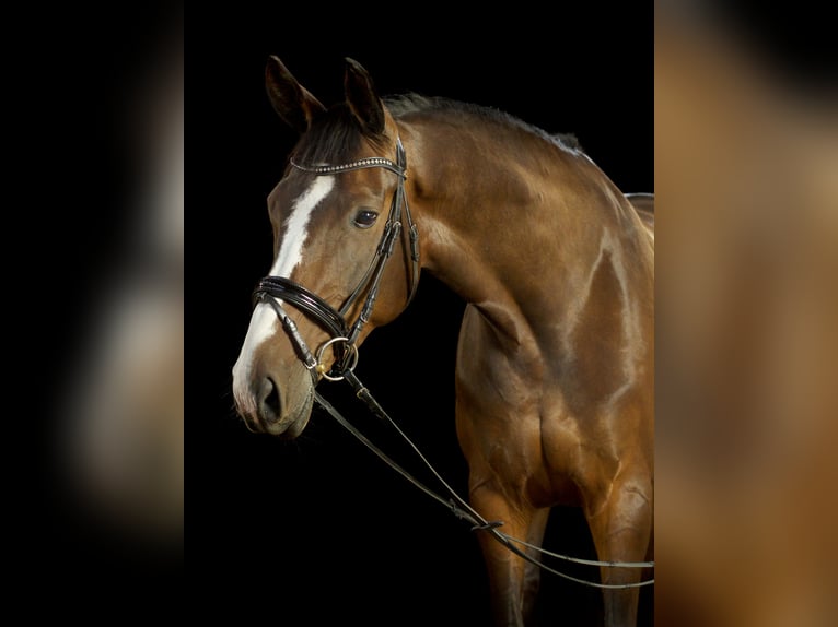 Danois sang-chaud Jument 16 Ans 174 cm Bai brun in Risum-Lindholm