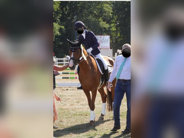 Danois sang-chaud Jument 17 Ans 165 cm Alezan in Hoogstede