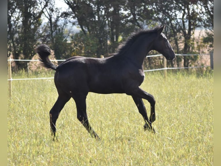 Danois sang-chaud Jument 1 Année 174 cm Noir in Bredsten