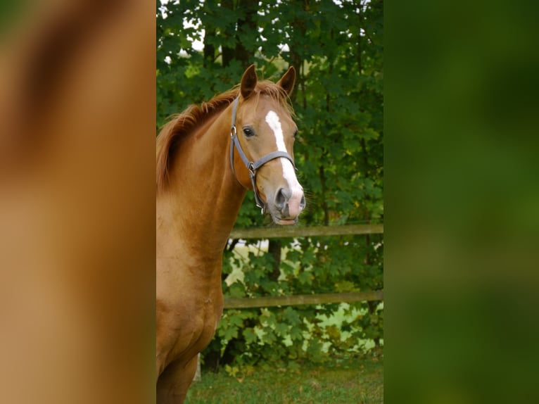 Danois sang-chaud Jument 2 Ans 163 cm Alezan dun in Brædstrup