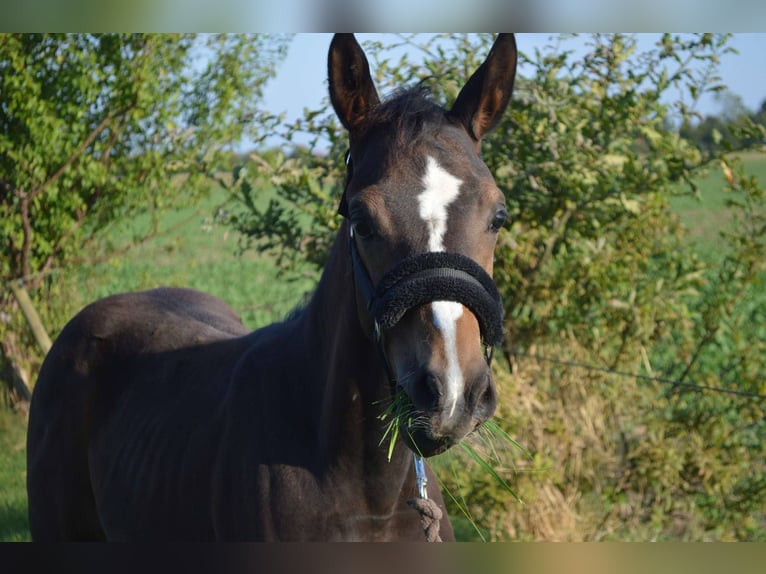 Danois sang-chaud Jument 2 Ans 170 cm Bai in Haslev