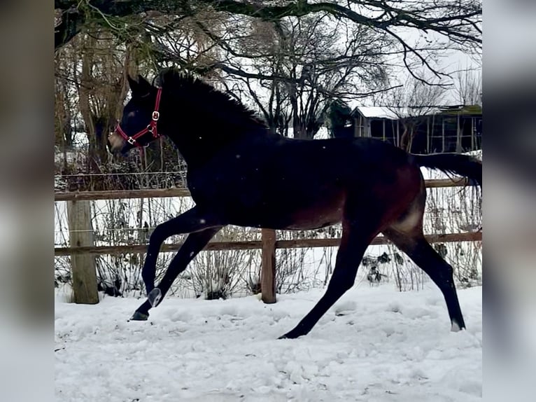 Danois sang-chaud Jument 2 Ans 170 cm Bai in Haslev