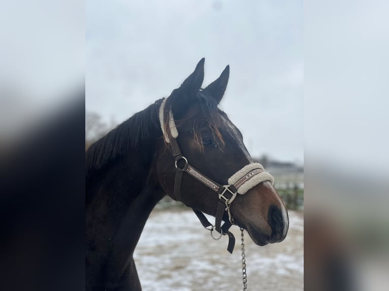 Danois sang-chaud Jument 2 Ans 170 cm Bai in Haslev