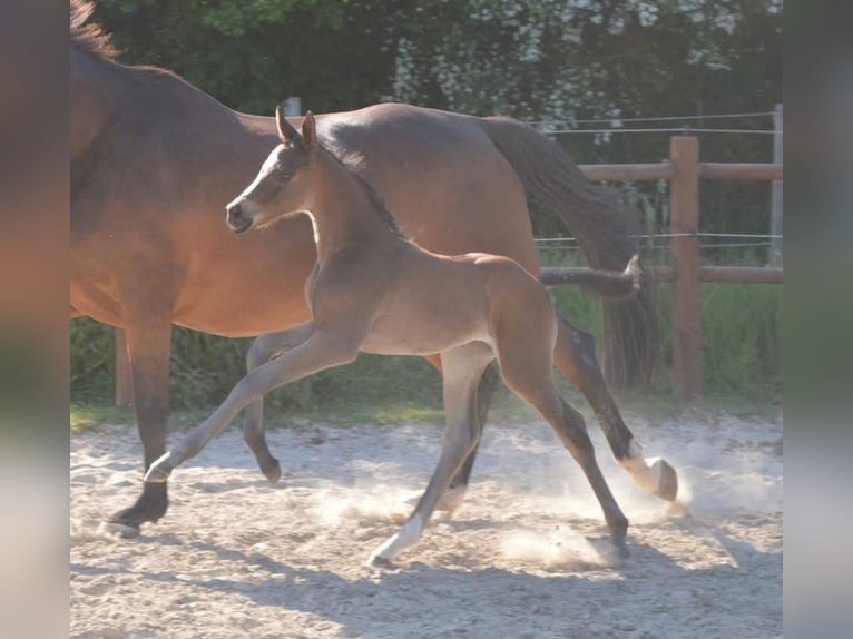 Danois sang-chaud Jument 2 Ans 170 cm Bai in Haslev