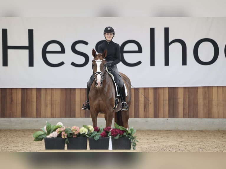 Danois sang-chaud Jument 3 Ans Alezan in Asperup