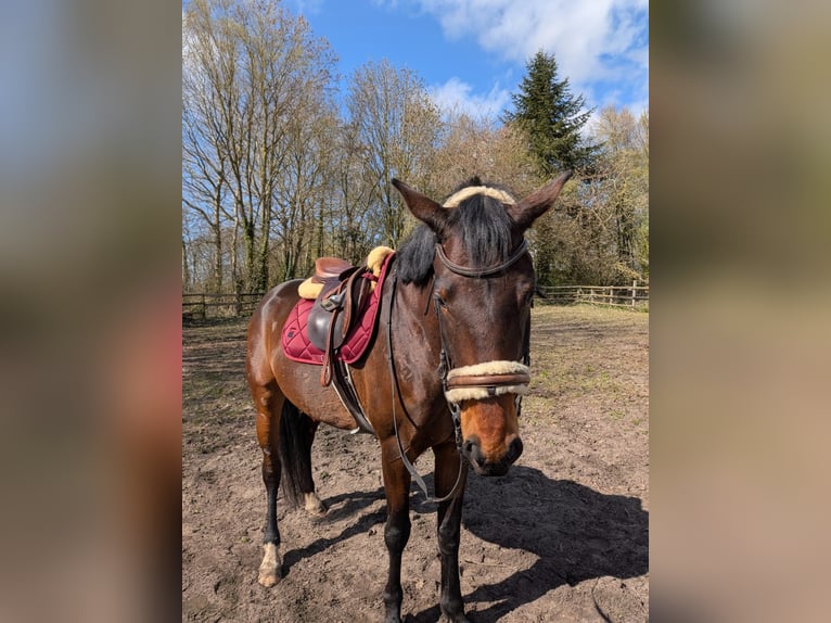 Danois sang-chaud Jument 4 Ans 168 cm Bai brun in Bremerhaven