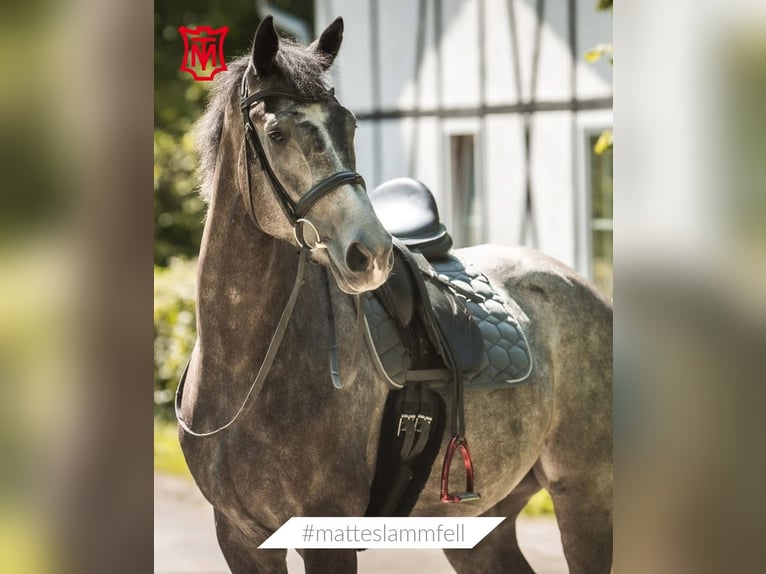 Danois sang-chaud Jument 4 Ans 168 cm Gris in MurrhardtMurrhardt