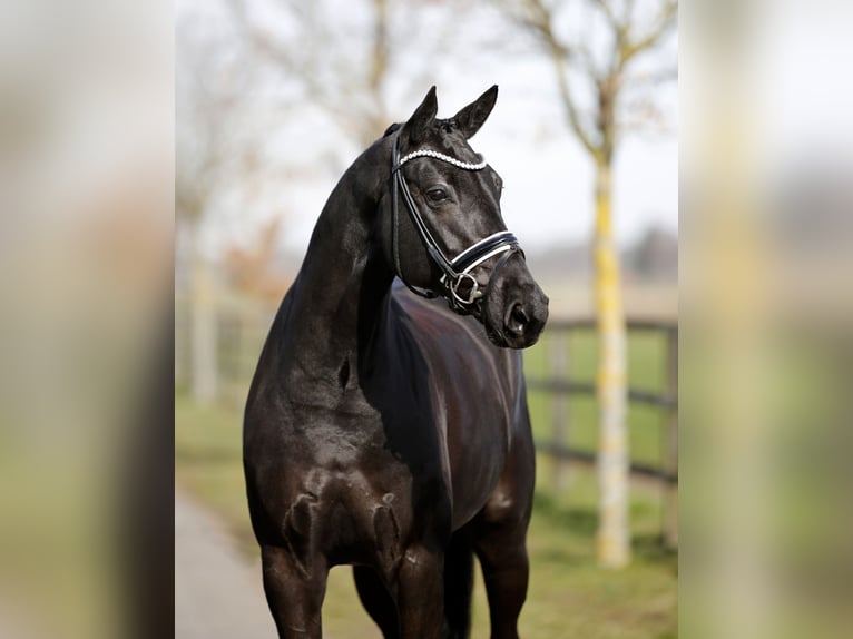 Danois sang-chaud Jument 5 Ans 167 cm Noir in Diepholz