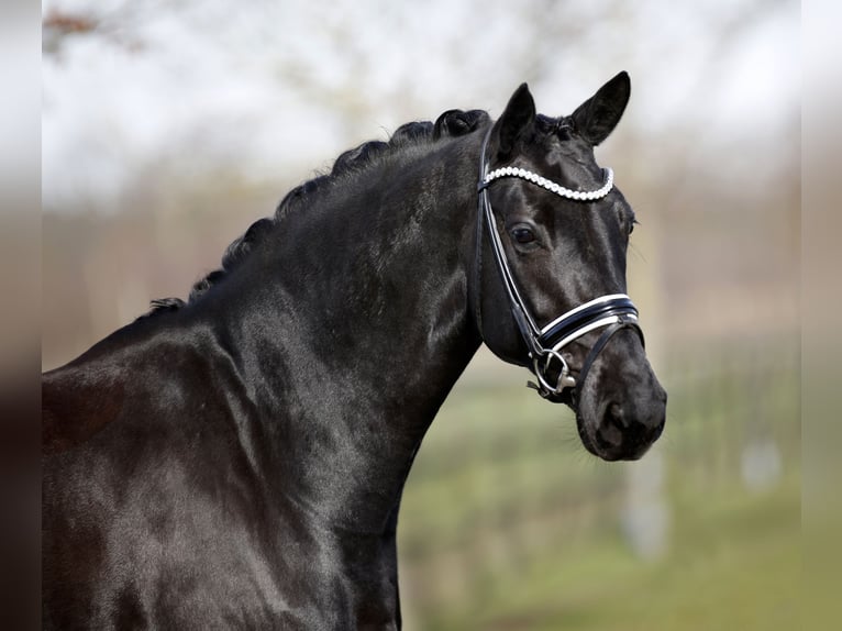 Danois sang-chaud Jument 5 Ans 167 cm Noir in Diepholz