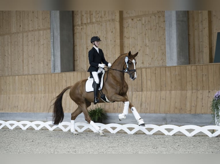 Danois sang-chaud Jument 5 Ans 175 cm Alezan in Asperup