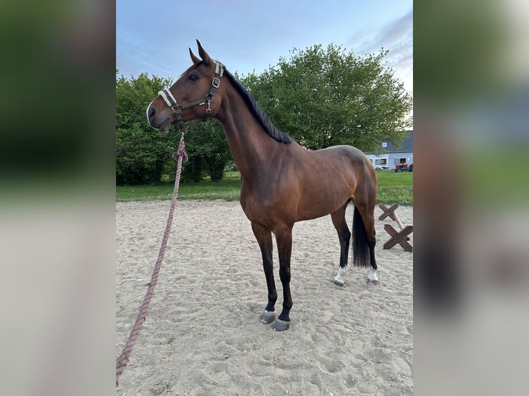 Danois sang-chaud Jument 7 Ans 164 cm Bai in Otterup