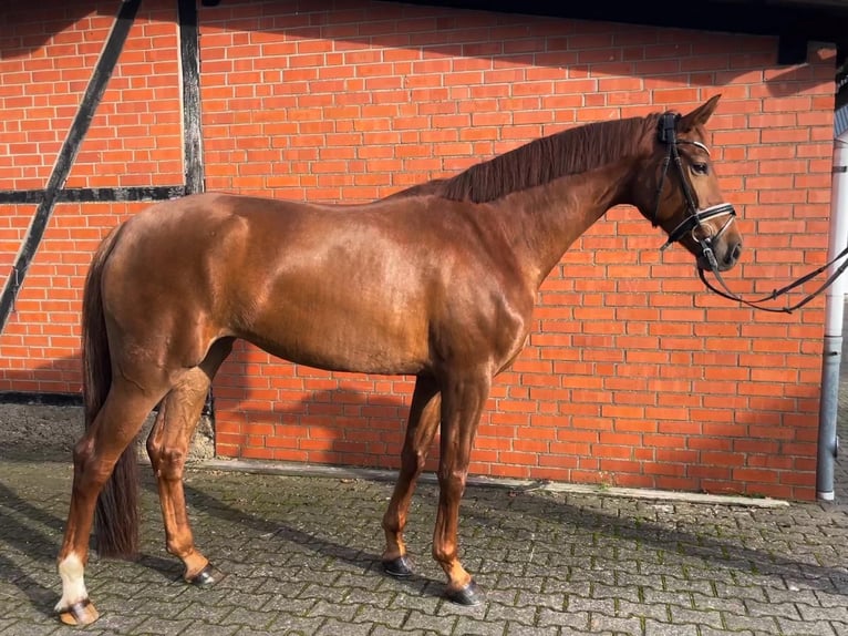 Danois sang-chaud Jument 7 Ans 176 cm Alezan in Scharnebeck