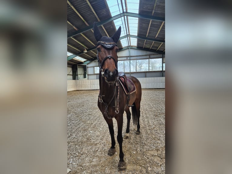 Danois sang-chaud Jument 8 Ans 165 cm Bai brun in Ølgod