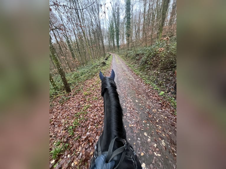 Danois sang-chaud Jument 8 Ans 170 cm Noir in Lahr/Schwarzwald