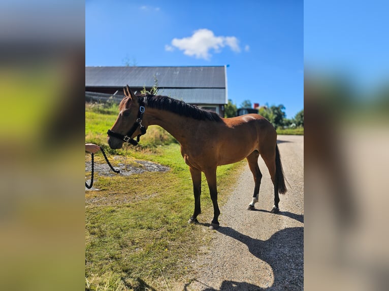 Danskt varmblod Blandning Sto 3 år 156 cm Brun in Ljungskile