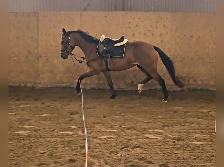 Danskt varmblod Blandning Sto 3 år 156 cm Brun in Ljungskile