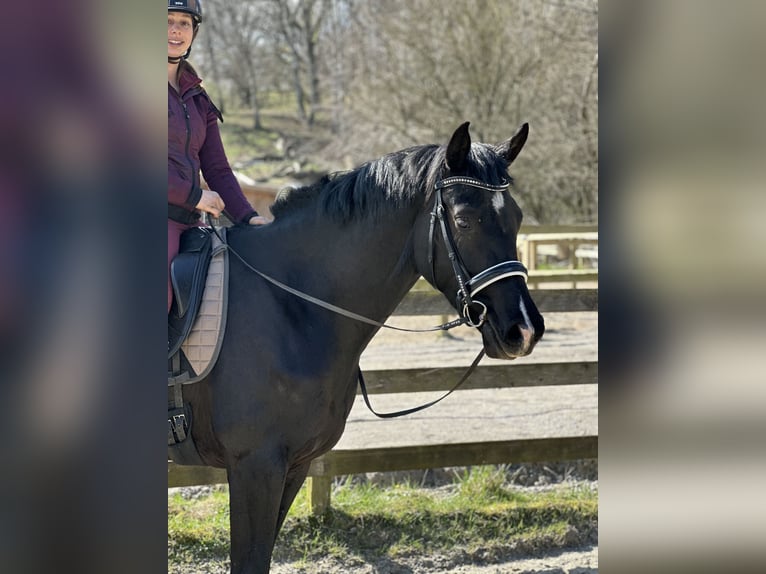 Danskt varmblod Sto 4 år 175 cm Svart in Hørsholm