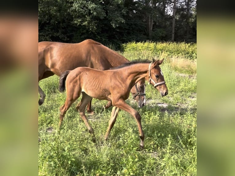 Danskt varmblod Sto Föl (06/2024) 170 cm Brun in Randers SV