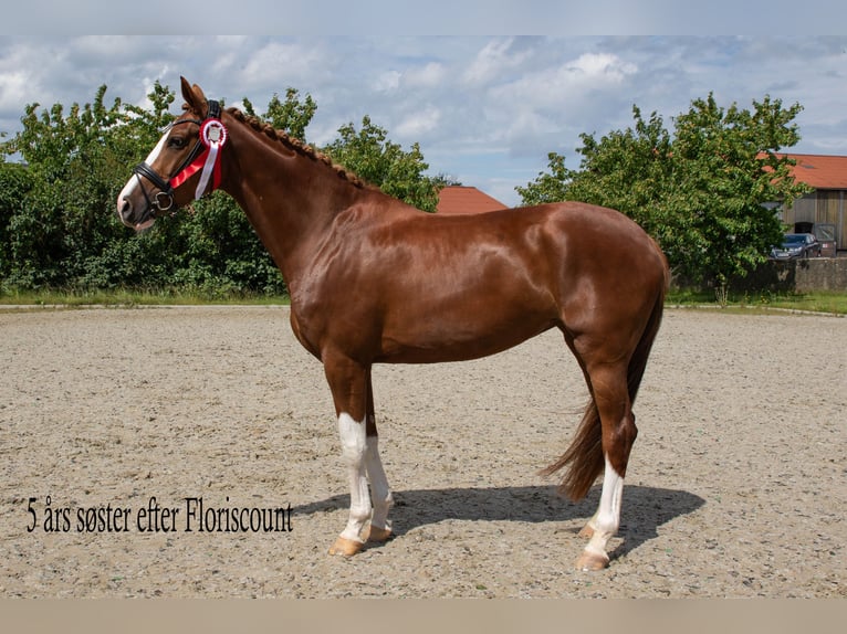 Danskt varmblod Sto Föl (06/2024) 170 cm in Asperup