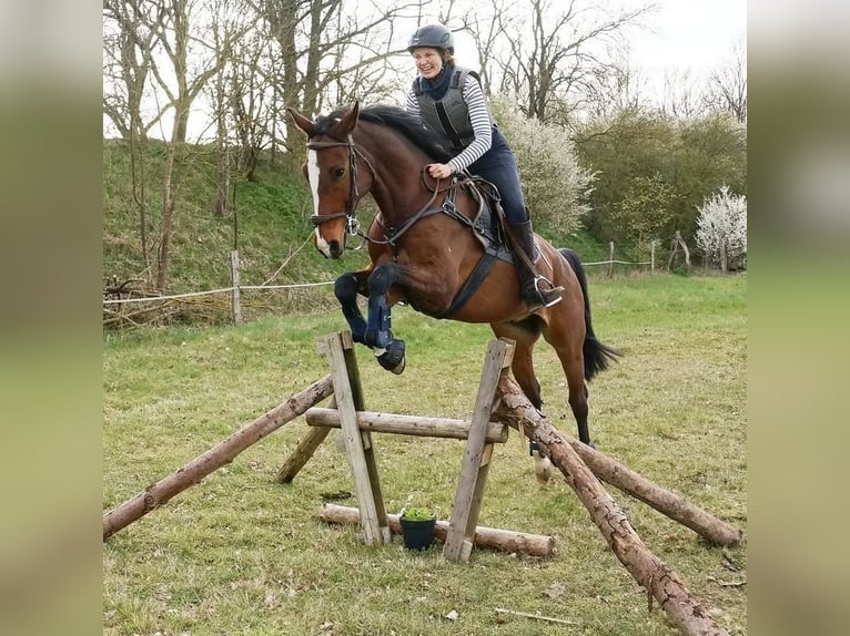 Danskt varmblod Valack 11 år 167 cm Brun in Kotzen