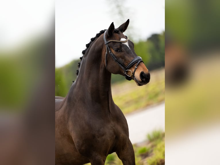 Danskt varmblod Valack 15 år 168 cm Brun in Mol