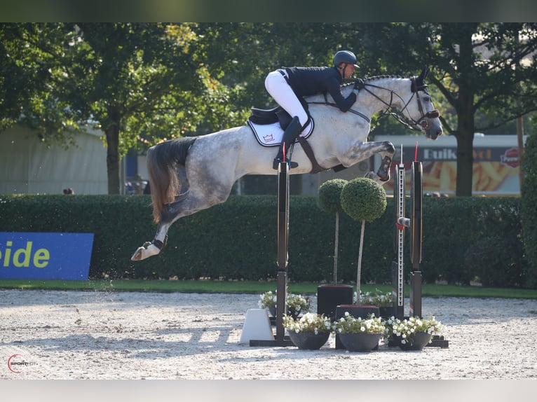 Danskt varmblod Valack 5 år 182 cm Grå in Christianfeld