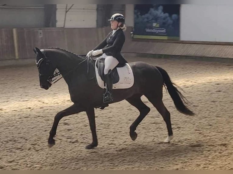 Danskt varmblod Valack 8 år 168 cm Svart in Viborg