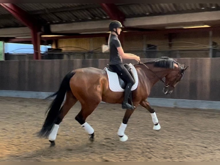 Danskt varmblod Valack 8 år 172 cm Brun in Nørre Aaby